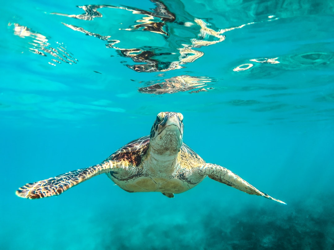 swimming with sea turtles in Barbados